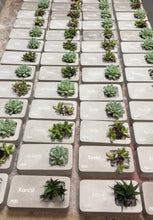 Kép betöltése a galériamegjelenítőbe: Beton asztali kiskert - egyedileg megadható felirattal