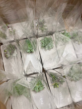 Kép betöltése a galériamegjelenítőbe: Beton asztali kiskert - egyedileg megadható felirattal